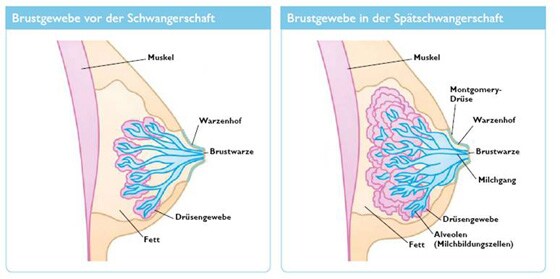 Anatomie der Brust​