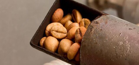 Geröstete Kaffeebohnen – Dunklere Röstungen enthalten weniger Koffein