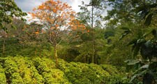 Kaffeepflanzen werden in tropischen und subtropischen Gebieten der Erde angebaut.
