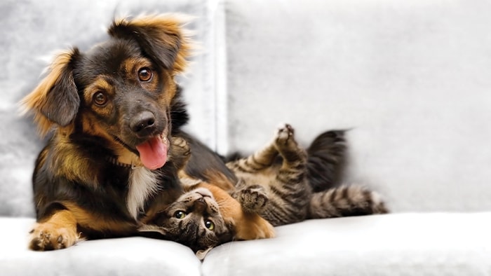 Katzen- und Hundehaare entfernen von Böden und Möbeln