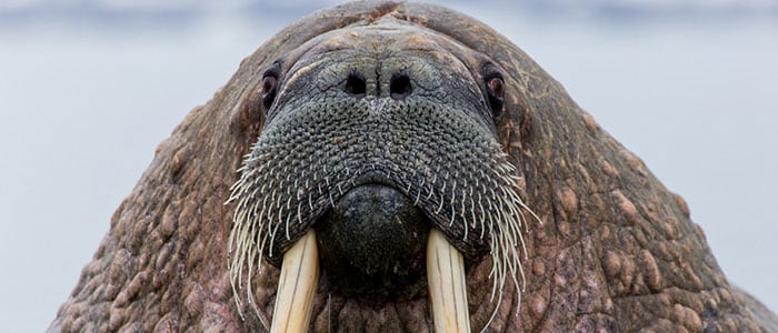 Walrus beard mobile